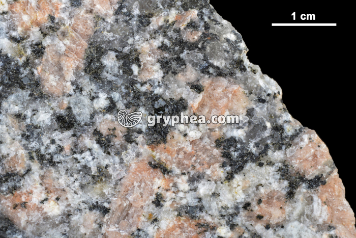 Granite rose (détail avec échelle) - gryphea.com